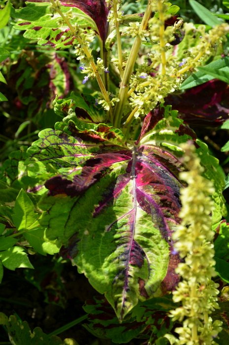 Solenostemon x 'Kong Mosaic'